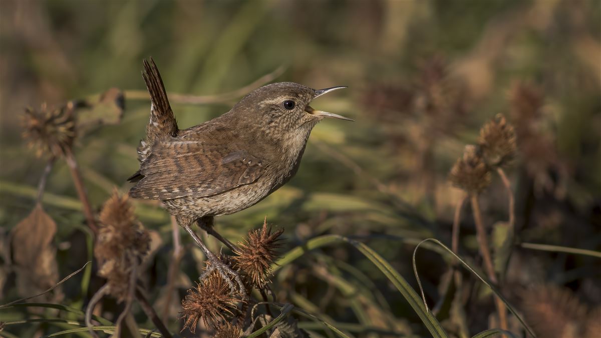 Eurasian Wren