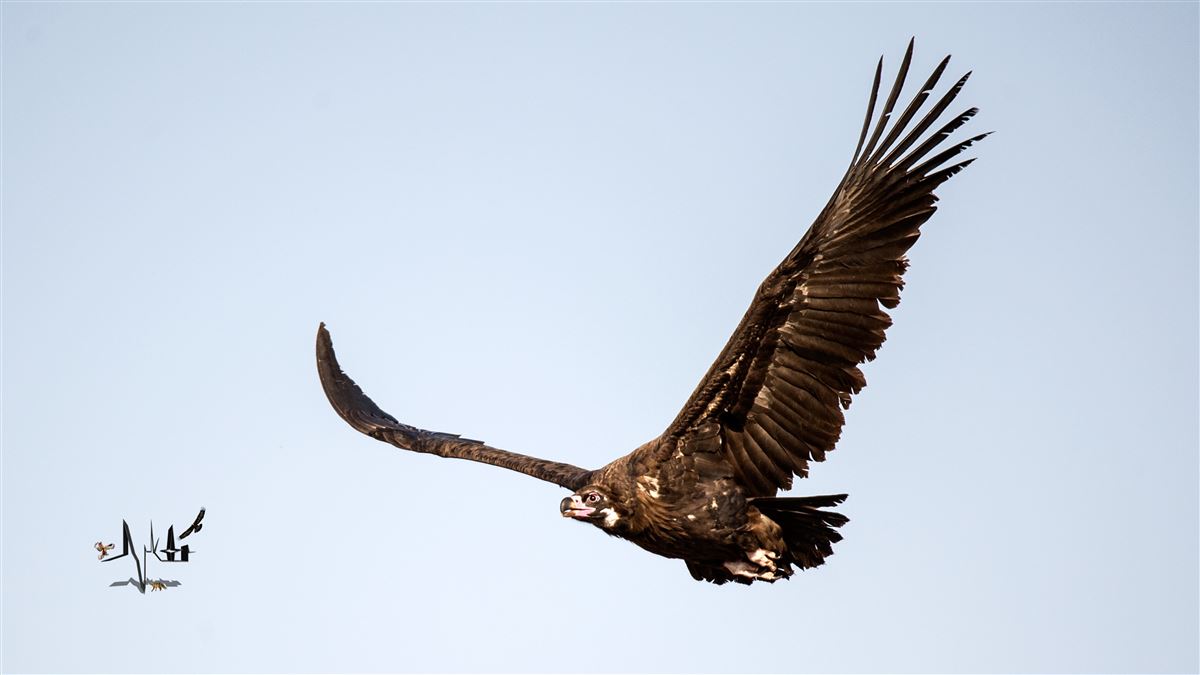 Cinereous Vulture