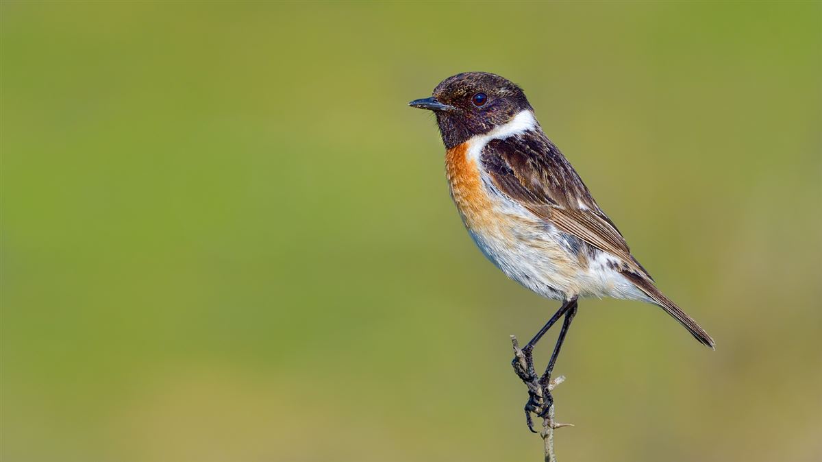 European Stonechat