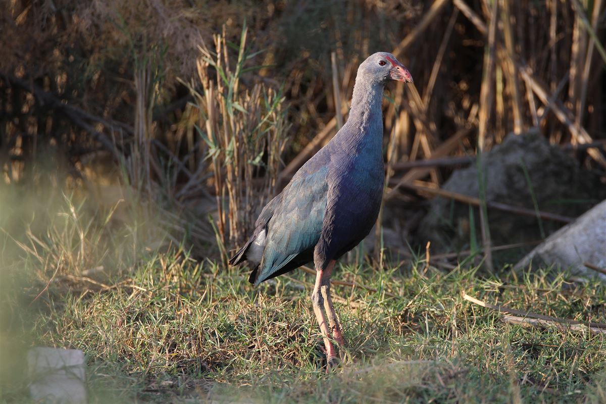 Grey-headed Swamphen