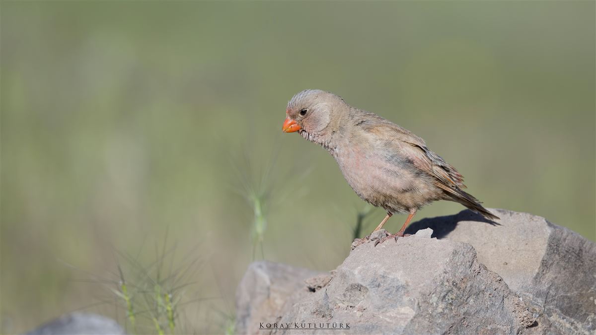 Trumpeter Finch