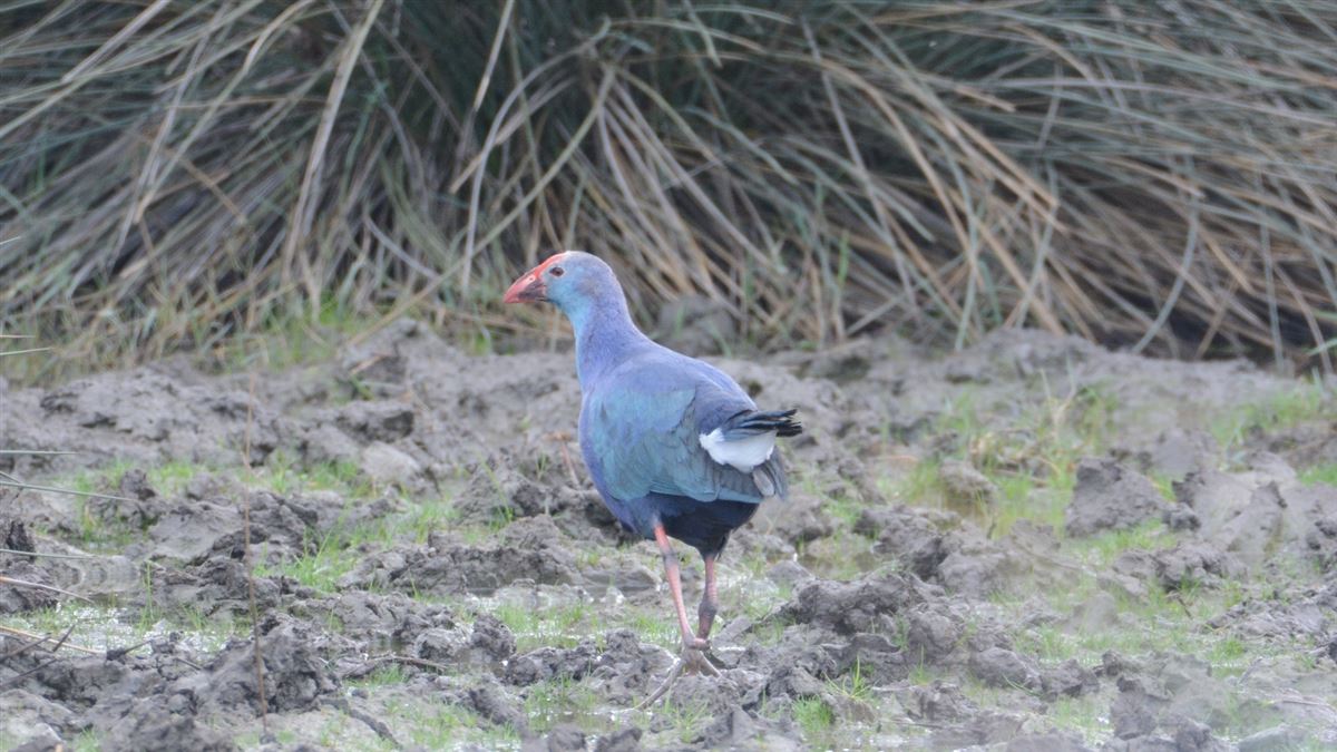 Grey-headed Swamphen