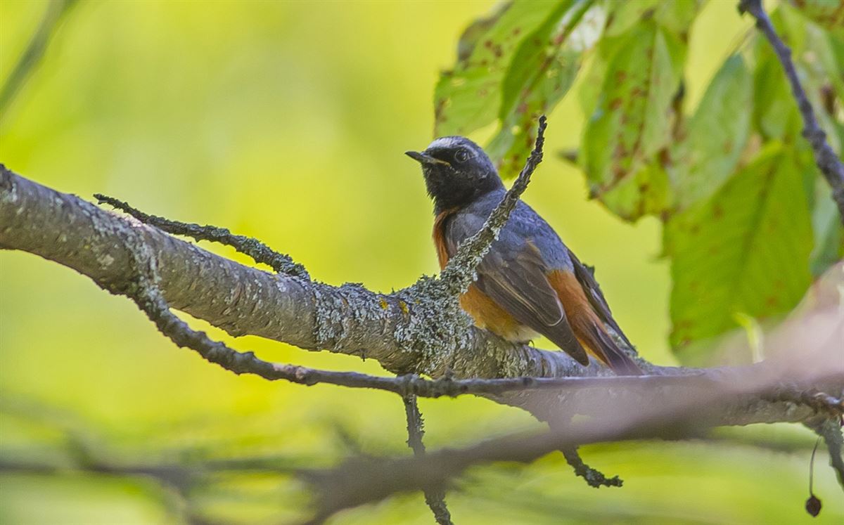 Common Redstart