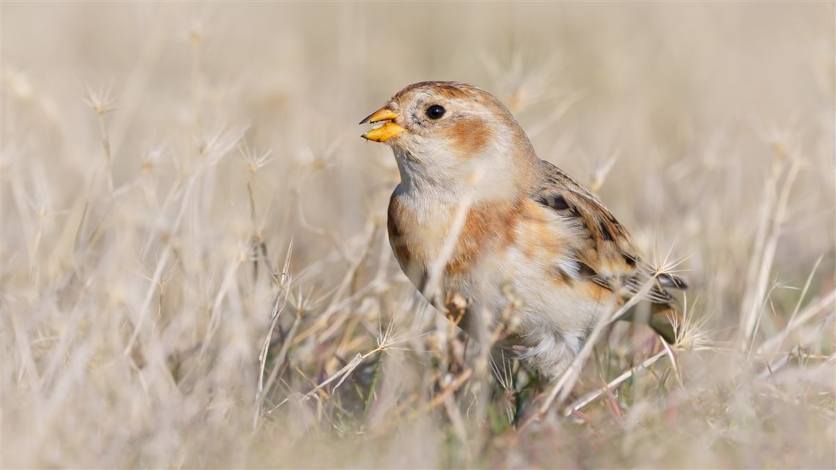 Snow Bunting