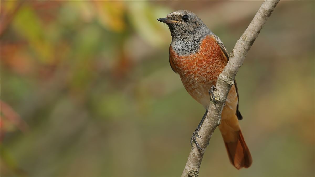 Common Redstart