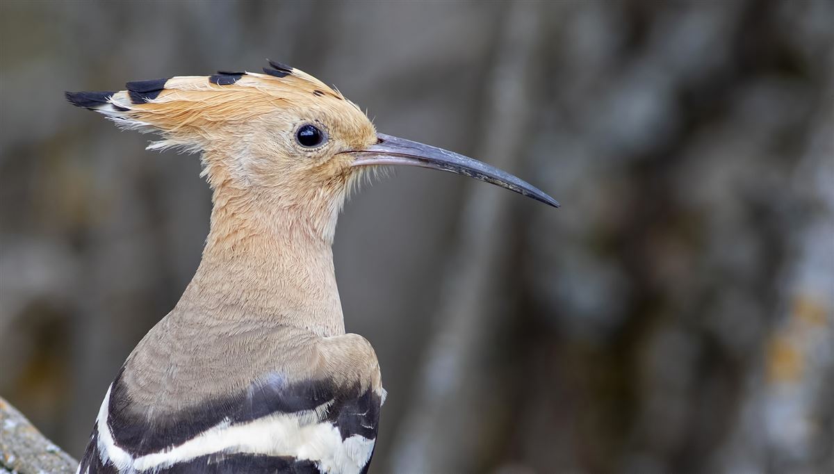 Eurasian Hoopoe