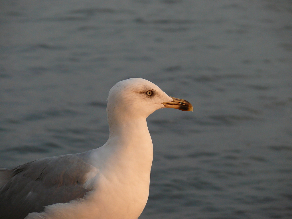 Yellow-legged Gull