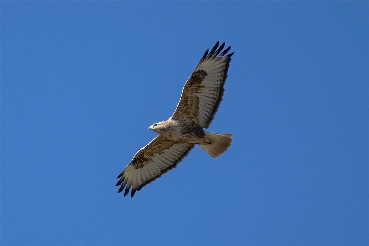 Long-legged Buzzard
