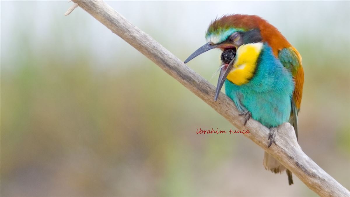 European Bee-eater