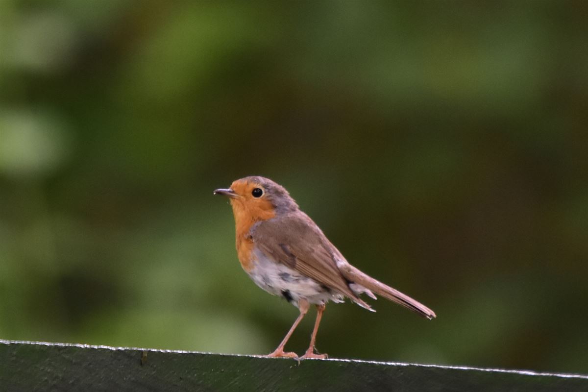 European Robin