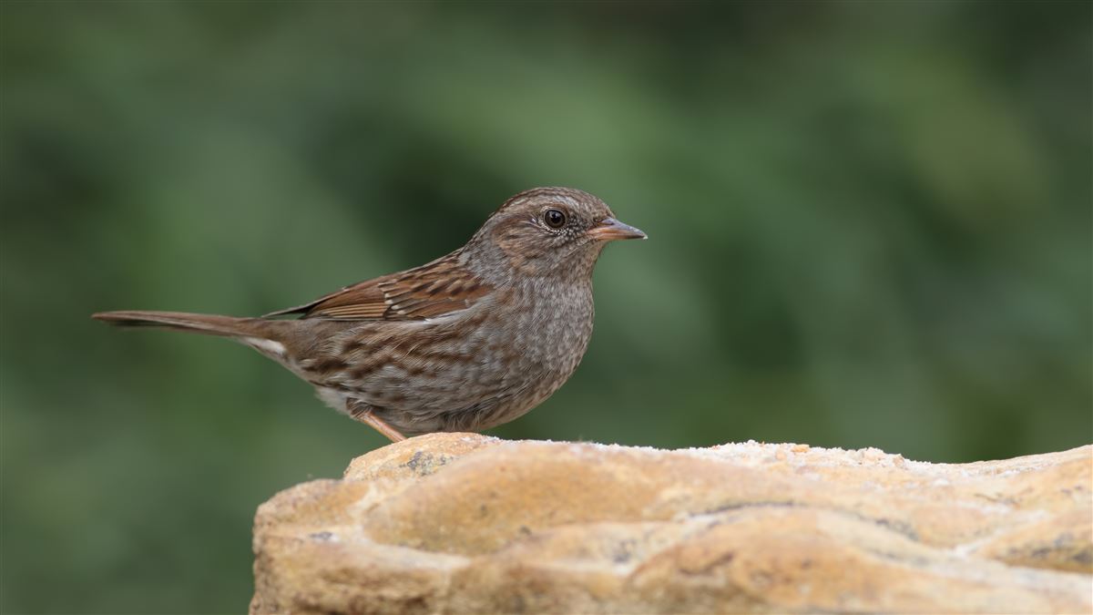 Dunnock