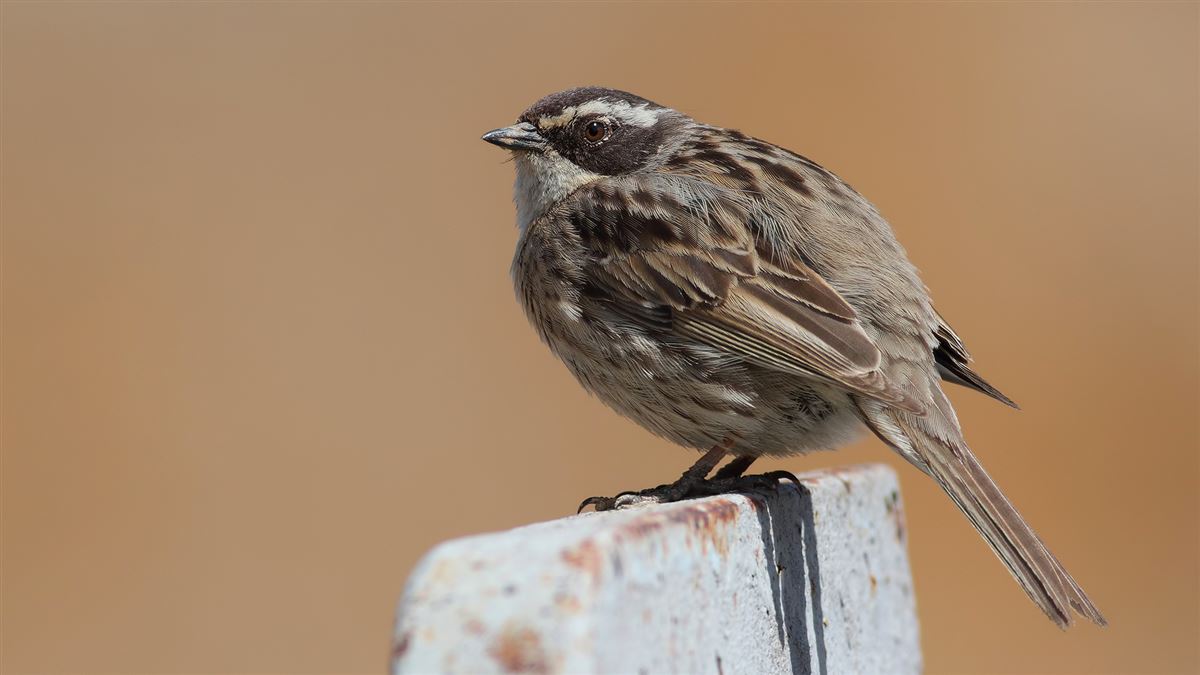 Radde`s Accentor