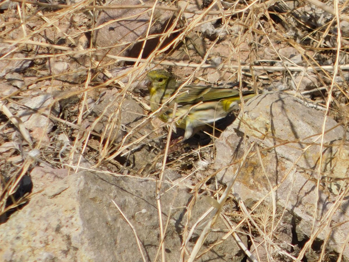 European Serin