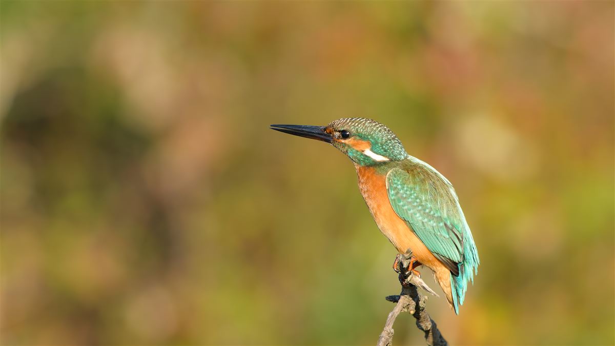 Common Kingfisher