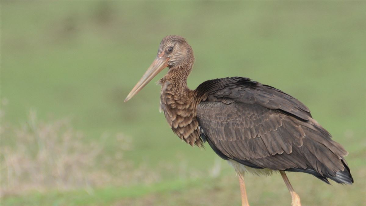 Black Stork