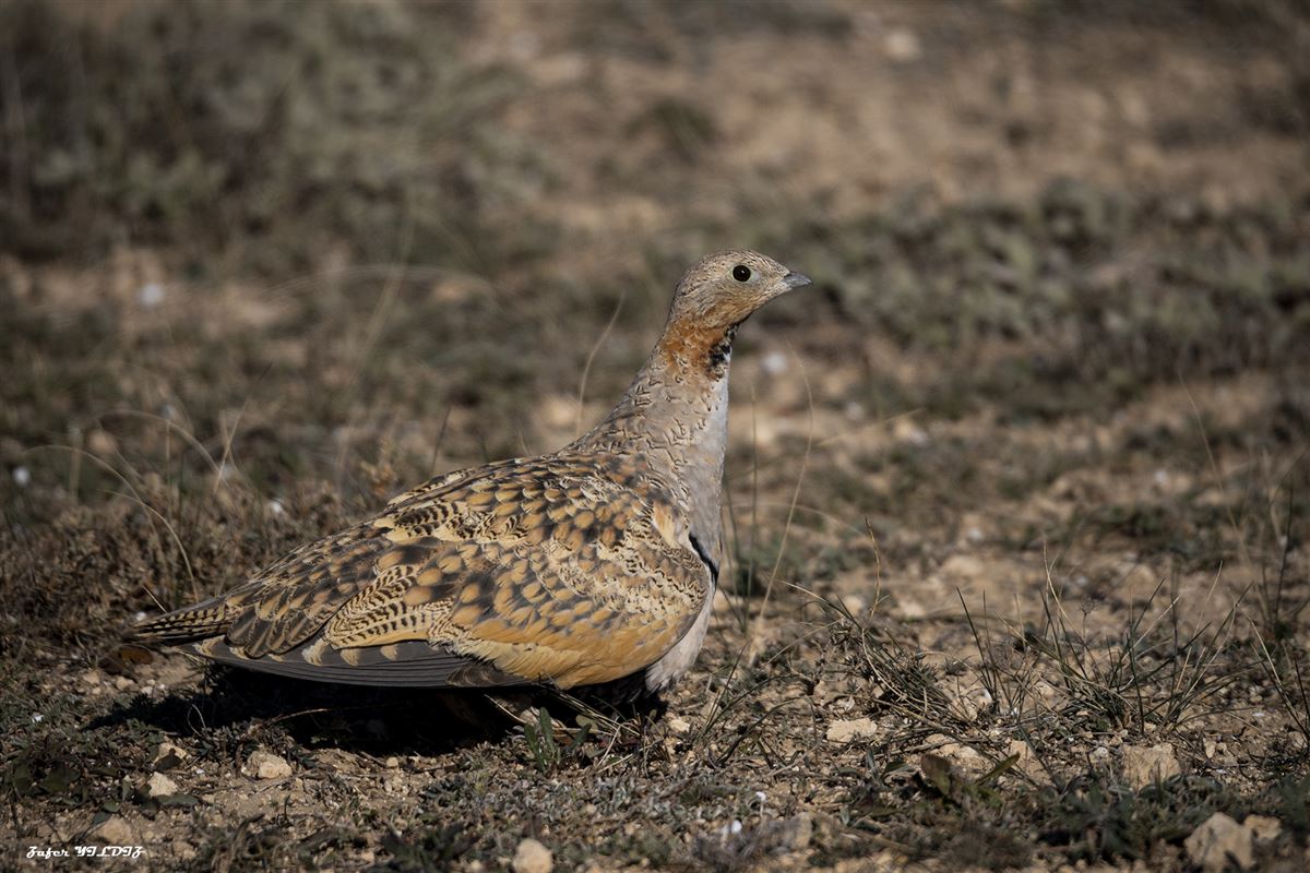 Black-bellied Sandgrouse