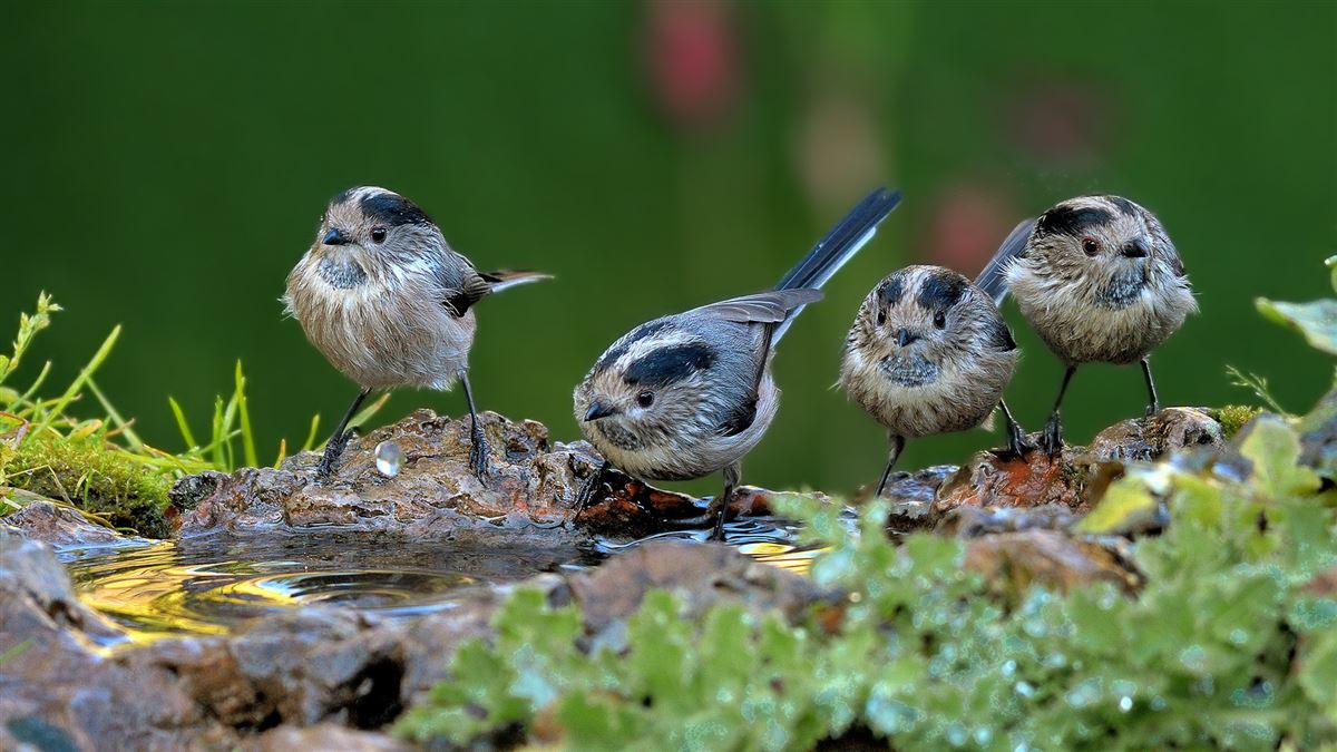 Long-tailed Tit