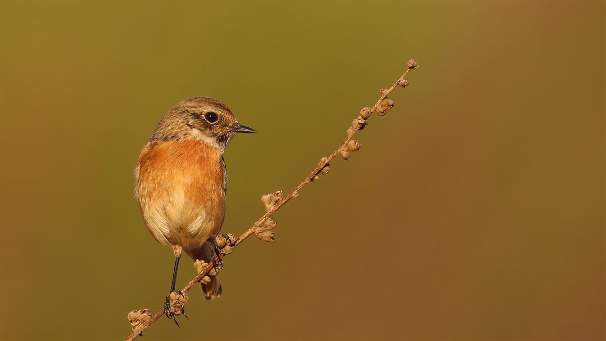 European Stonechat