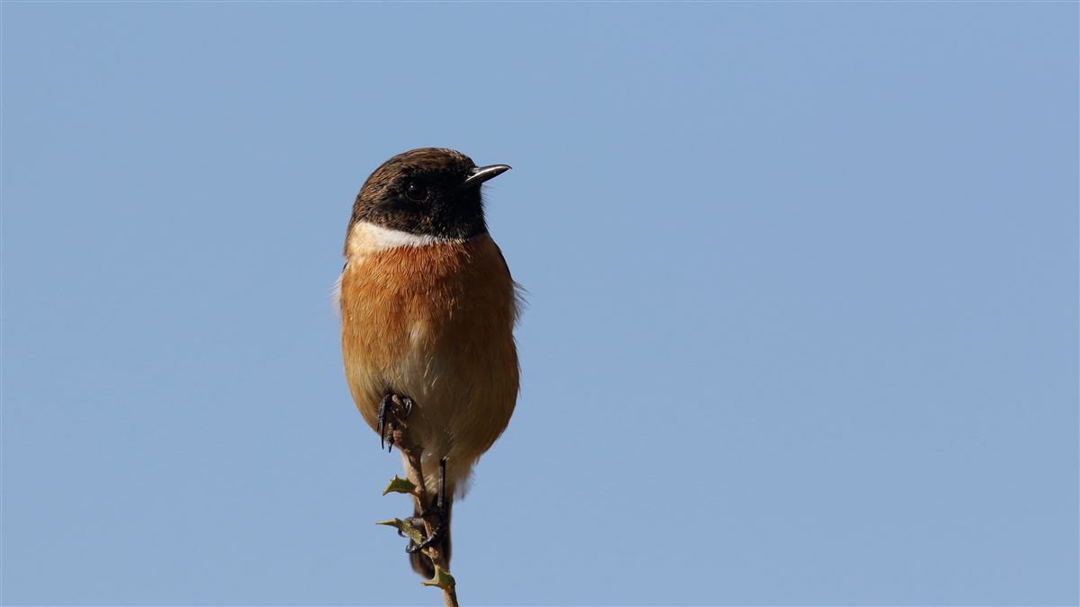 European Stonechat