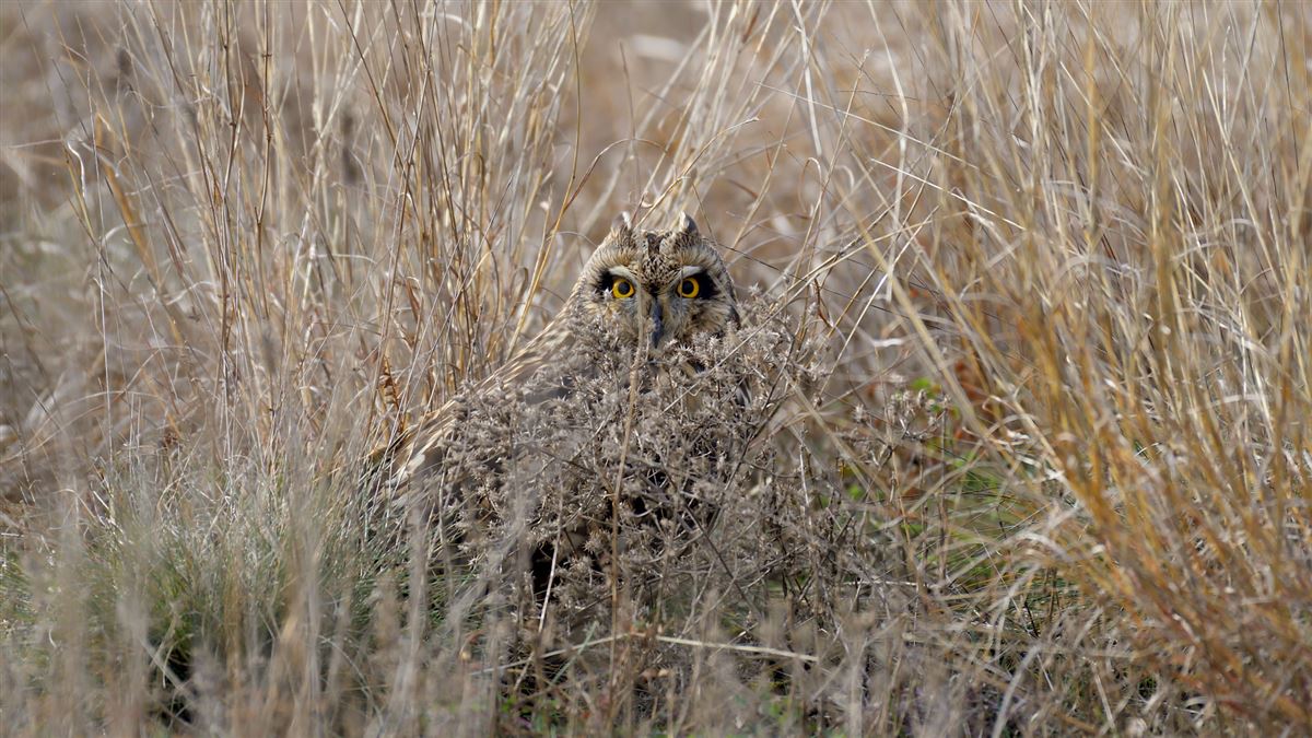 Short-eared Owl