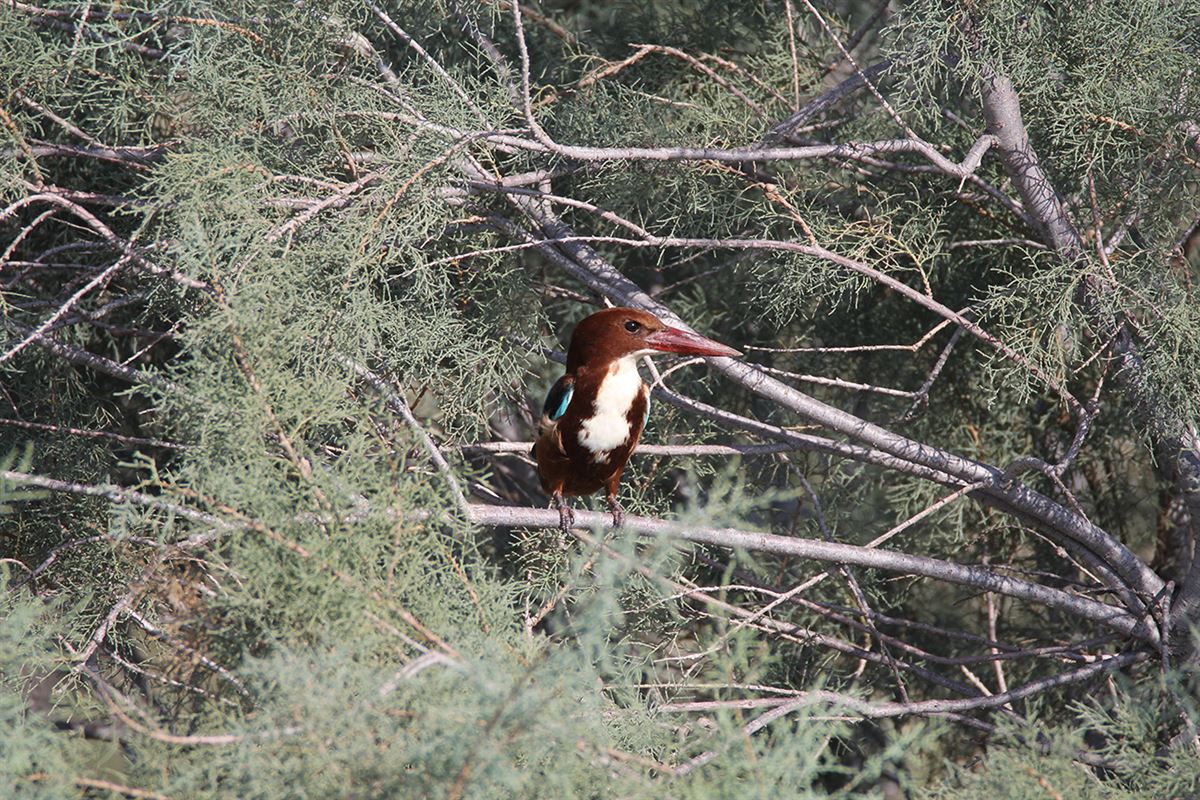 White-throated Kingfisher