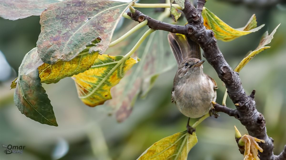 Common Whitethroat