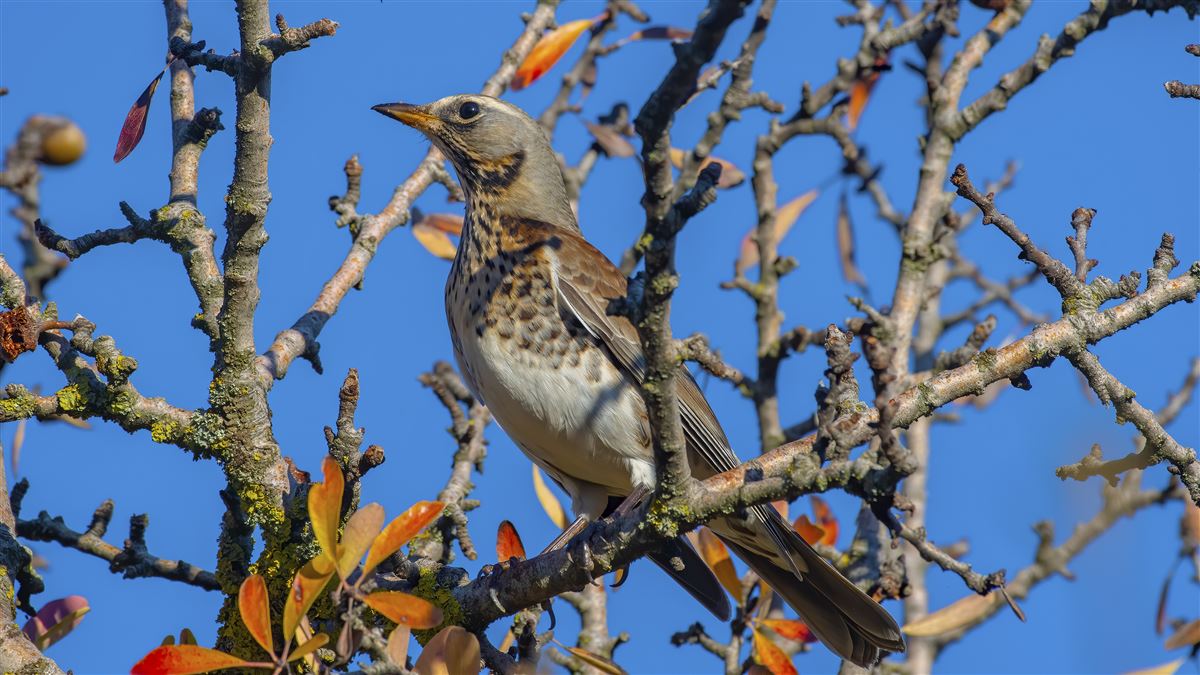 Fieldfare