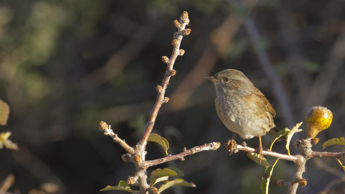 Dunnock