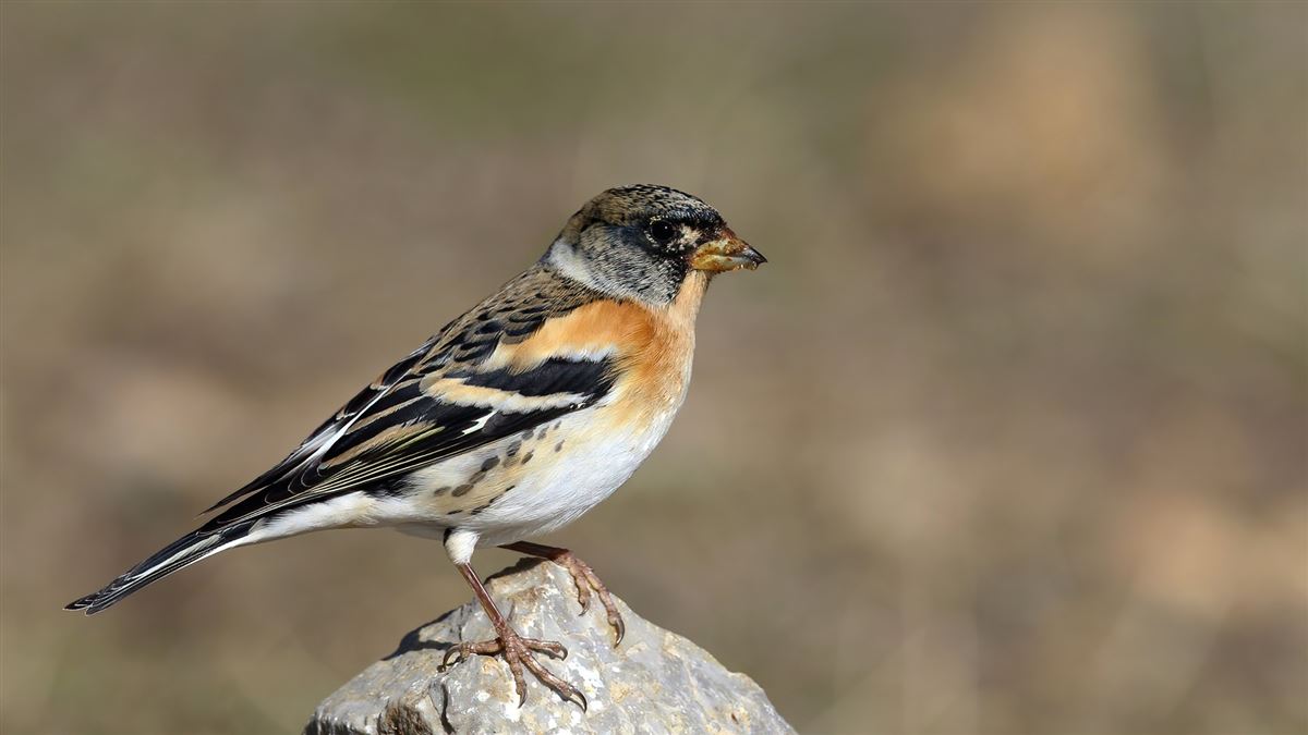 Brambling