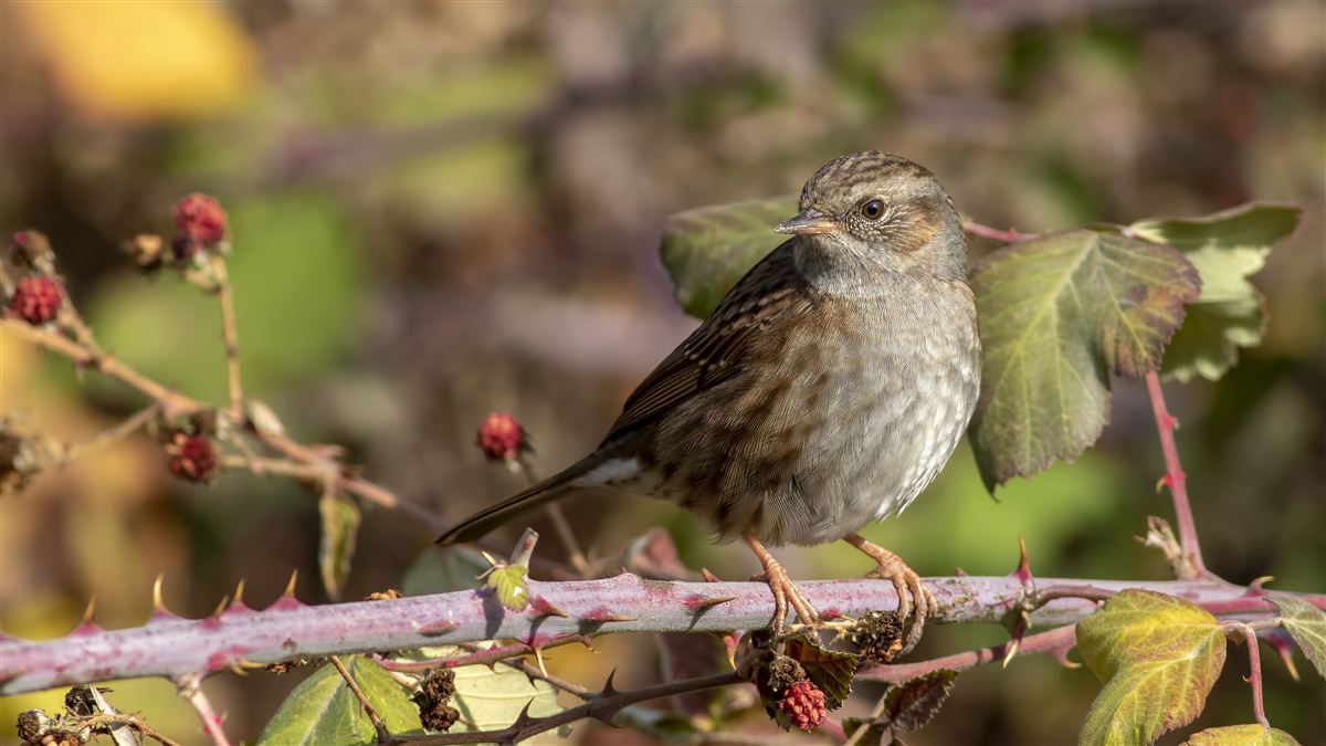 Dunnock