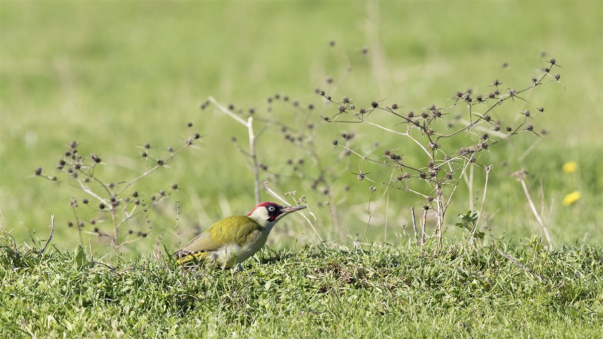 European Green Woodpecker