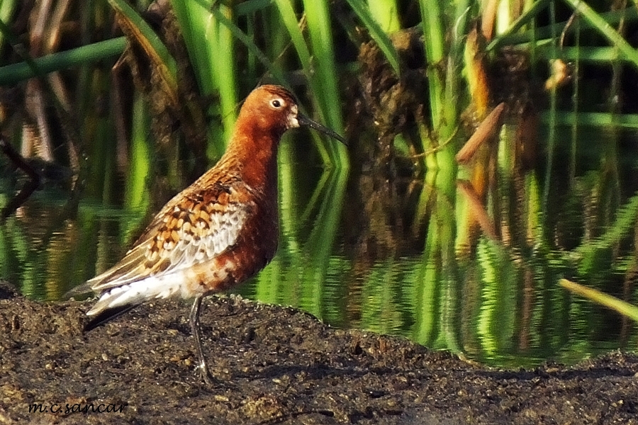 Curlew Sandpiper