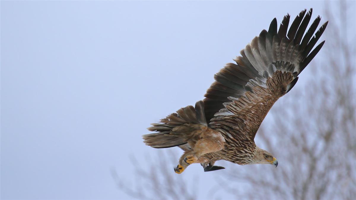 Eastern Imperial Eagle