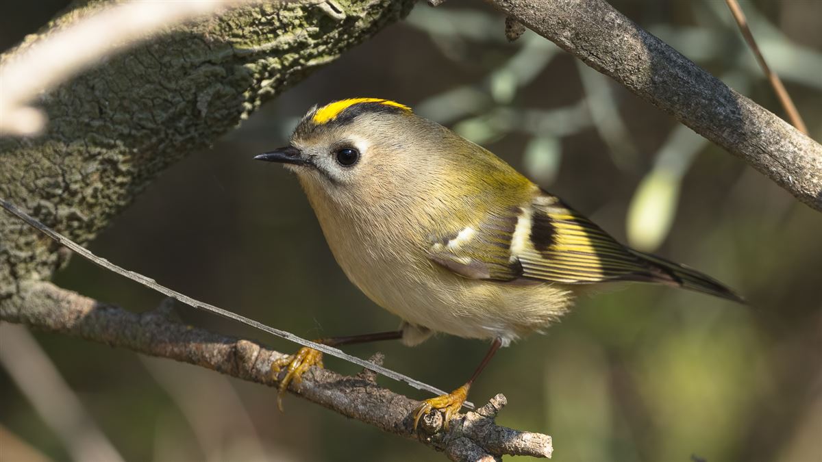 Goldcrest