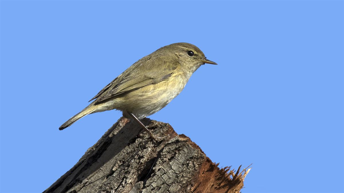 Common Chiffchaff