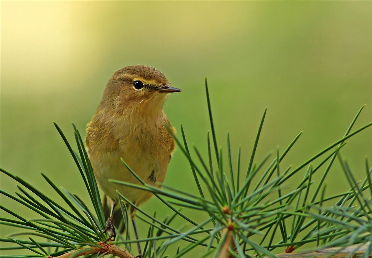 Willow Warbler