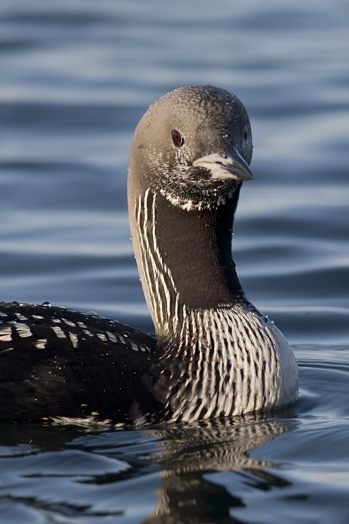 Black-throated Loon