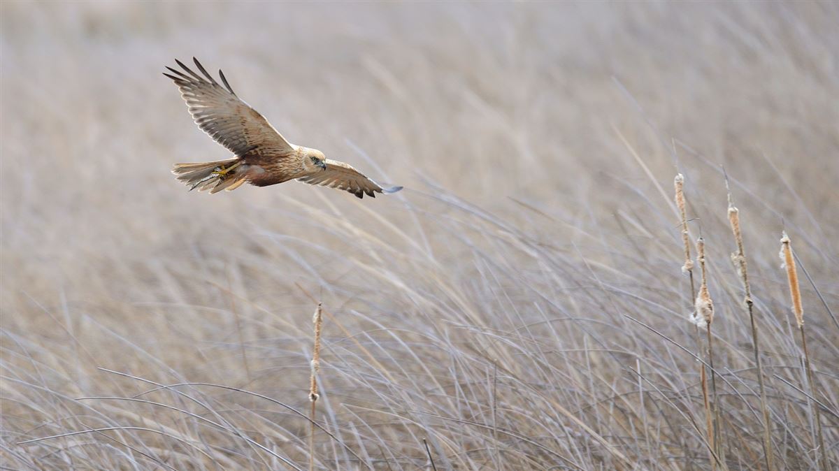 Western Marsh Harrier