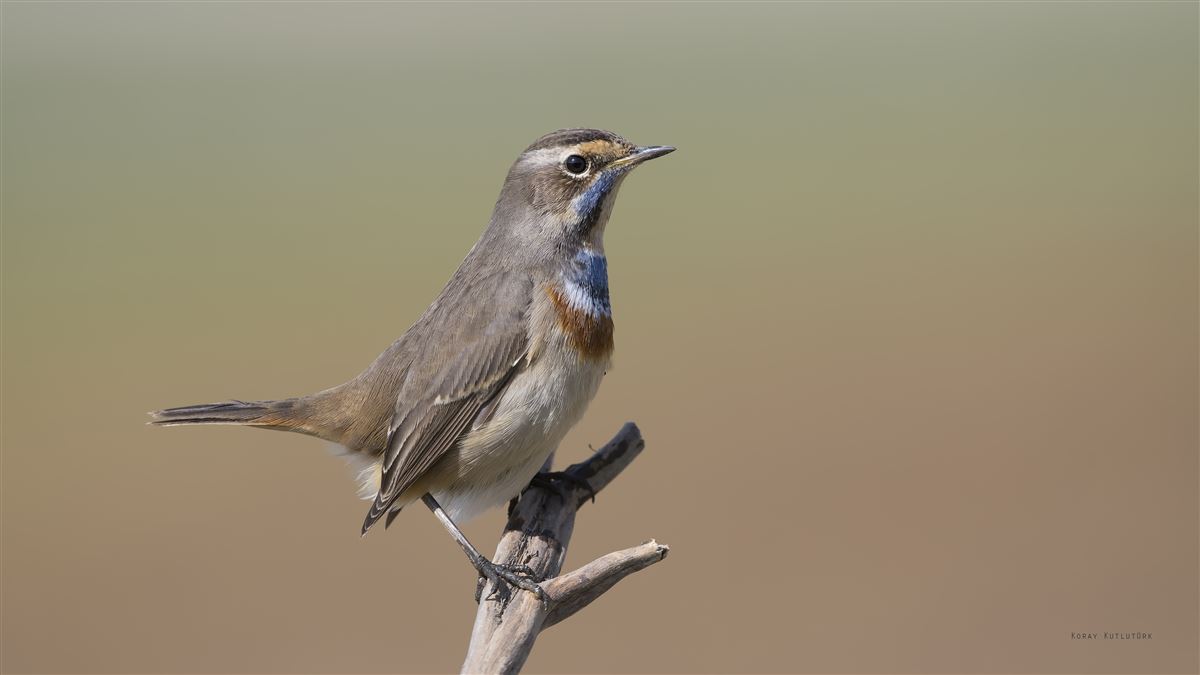 Bluethroat