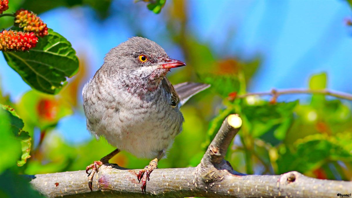 Barred Warbler
