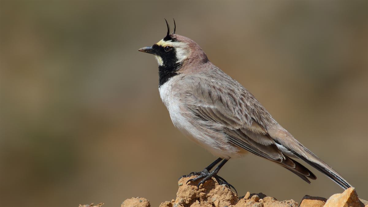 Horned Lark