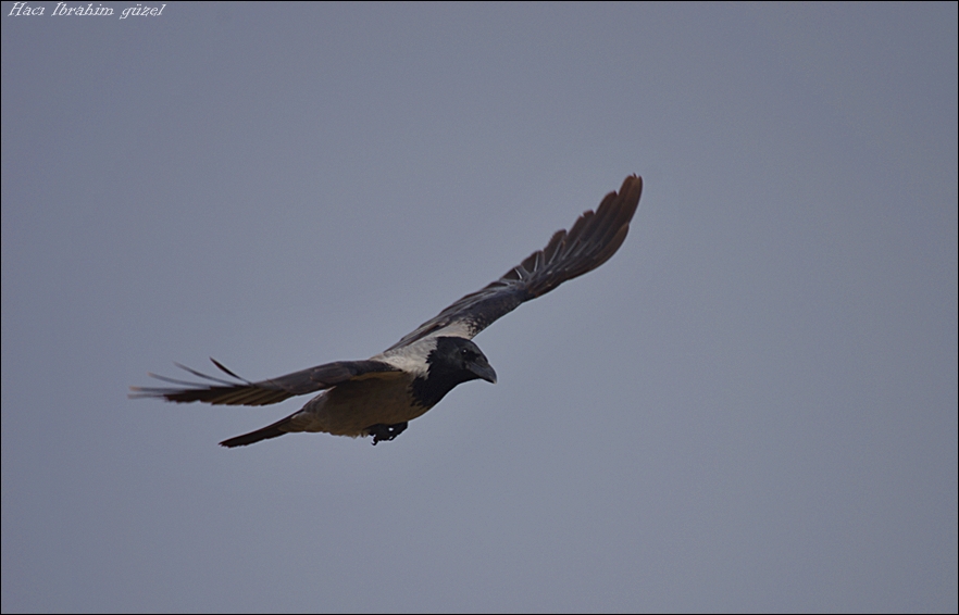 Hooded Crow