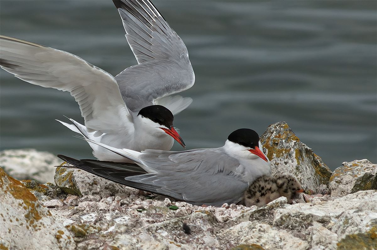Common Tern