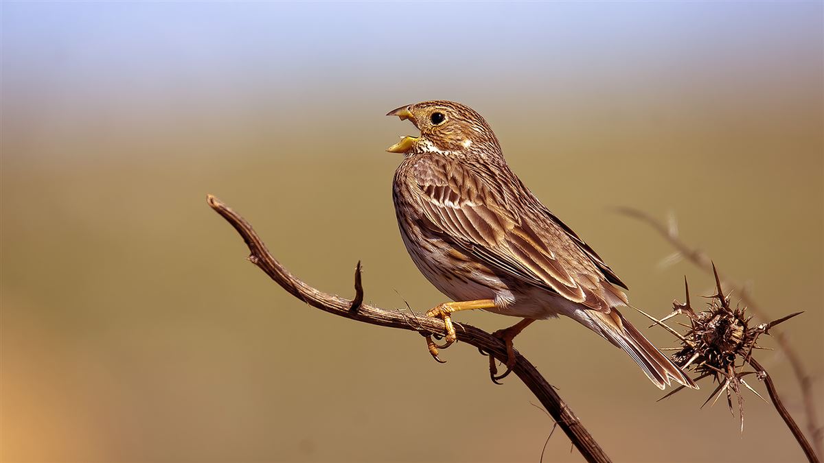 Corn Bunting