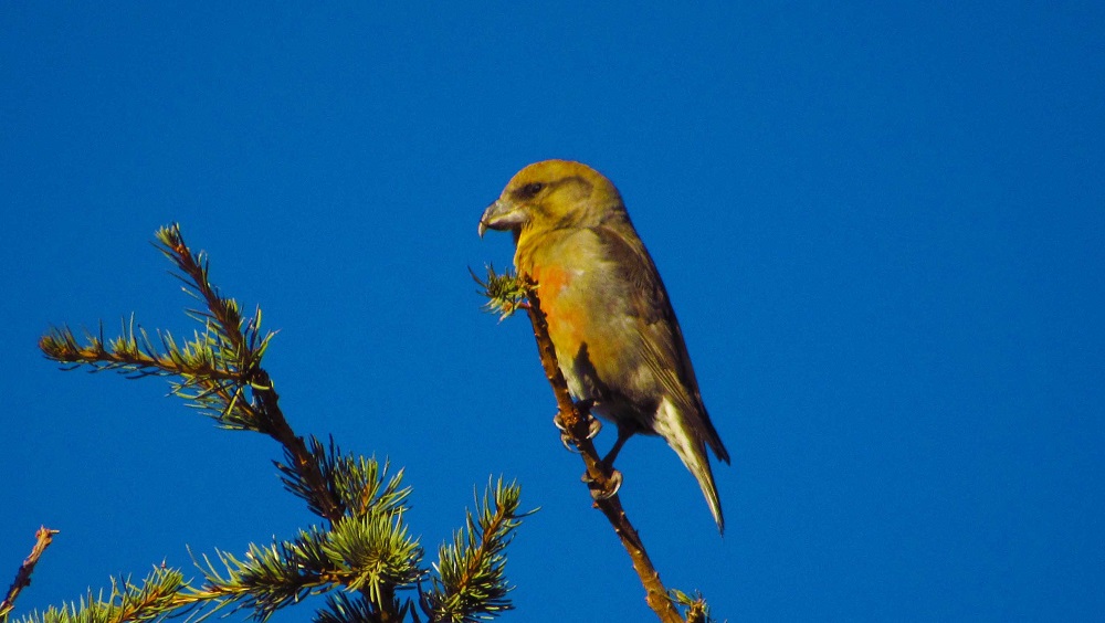 Red Crossbill