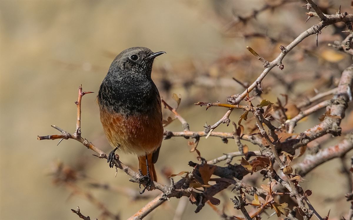 Black Redstart