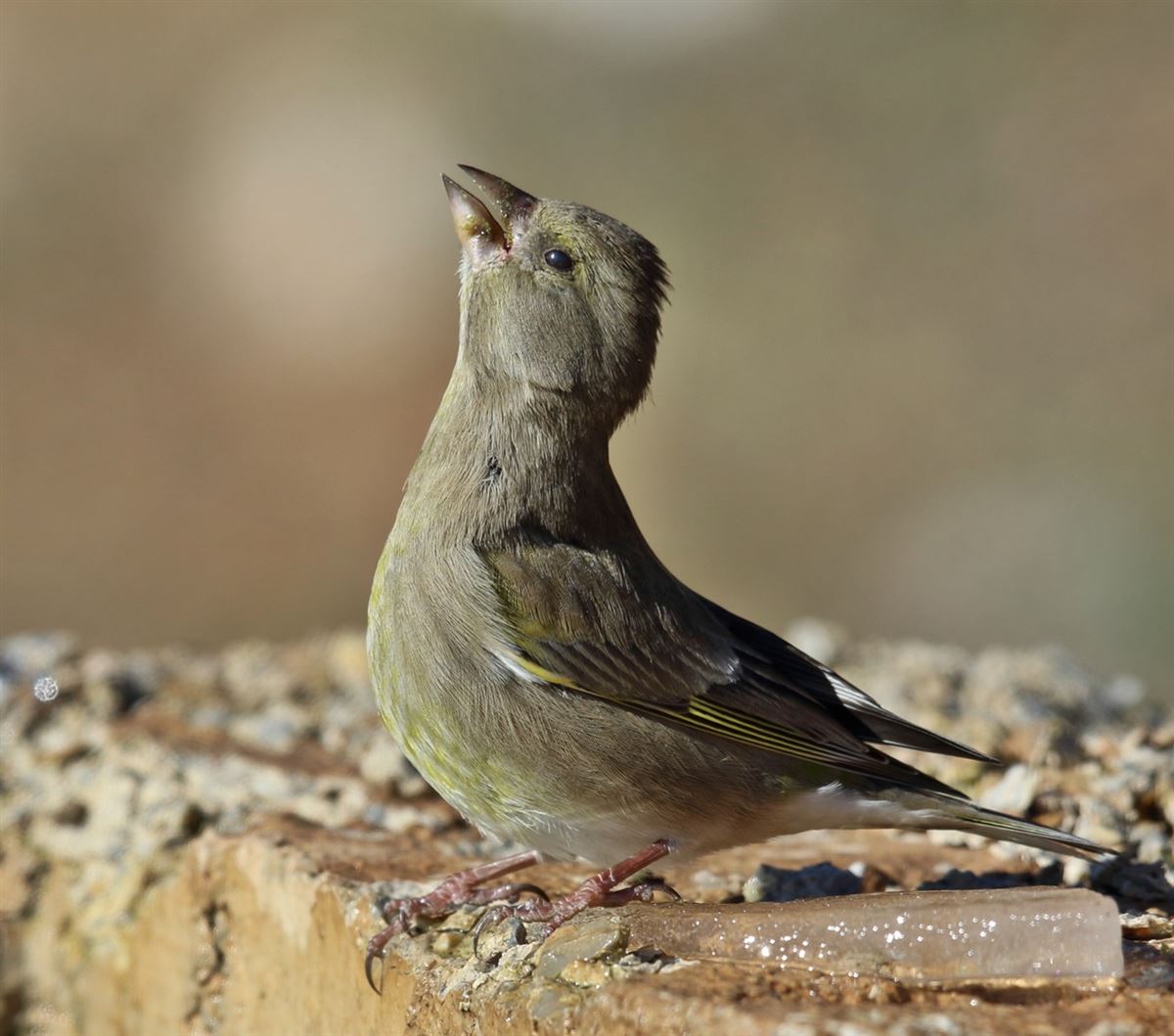 European Greenfinch