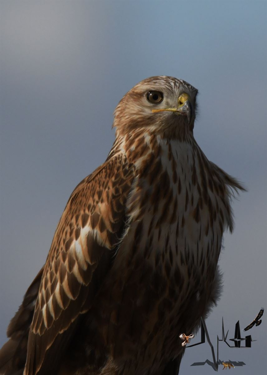Long-legged Buzzard