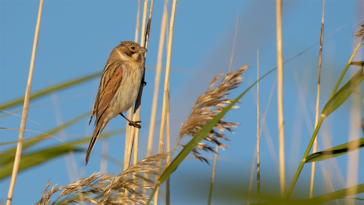 Common Reed Bunting