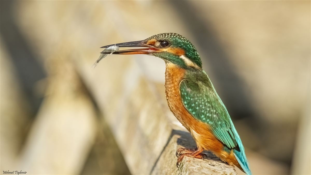 Common Kingfisher